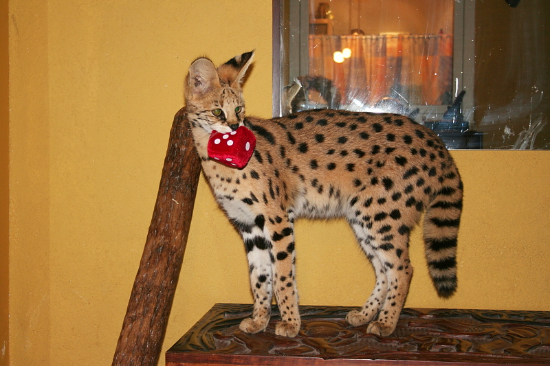 Killikus® Fotographie Killikus® Fotographie